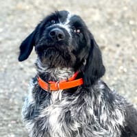 COOPER, chien à adopter