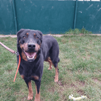 SAVANNAH, chienne à adopter