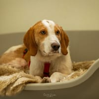 RUNNER, chien à adopter