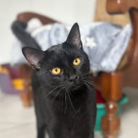 Bagheera, chat à adopter