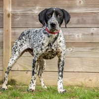 PRINCE, chien à adopter