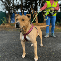 CARS VAA, chien à adopter