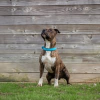 P'TIT BOY, chien à adopter