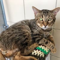 texas, chat à adopter