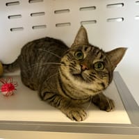 DOLBY, chatte à adopter