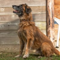 SKAI, chien à adopter