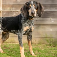 GUY, chien à adopter