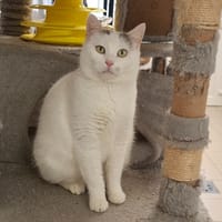 PIZZA, chatte à adopter