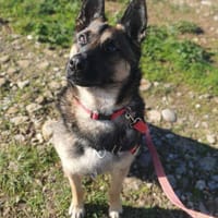 PERLOT, chien à adopter