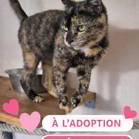 Etrille, chatte à adopter