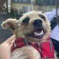 Potatoes, chienne à adopter