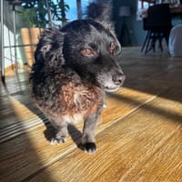 Hickie, chien à adopter