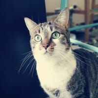 Moana de CDG, chatte à adopter