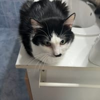 MOUFETTE, chatte à adopter
