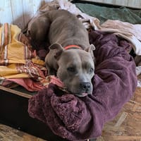 TASHA, chienne à adopter