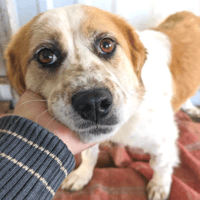 Yaka, chienne à adopter