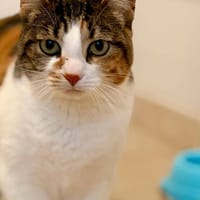 MARIE THERESE, chatte à adopter