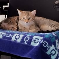 KIARA et KELLY, chatte à adopter