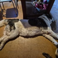 ERA, chienne à adopter