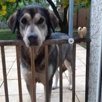 ULA, chienne à adopter