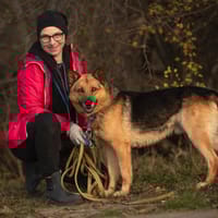 Lenon, pies do adopcji