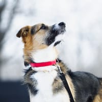 Ernie, pies do adopcji