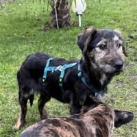 Poldi sucht seine Familie 💙, Hund zur Adoption