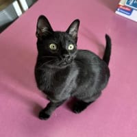 Lebensfroher Bursche - unser Snoopy 😻, Kater zur Adoption