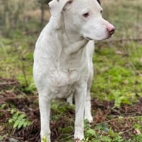 Pina sucht ihr Zuhause für Immer, Hündin zur Adoption