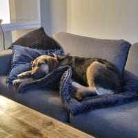 Hübsche Jane sucht zuhause, Hündin zur Adoption