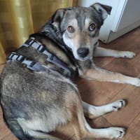 Ellen sucht ihr Für-immer-Zuhause, Hündin zur Adoption