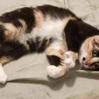 Zarte, hübsche Katzendame Lia, Katze zur Adoption