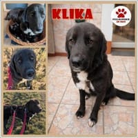 Liebe Klika sucht ihre Familie, Hündin zur Adoption