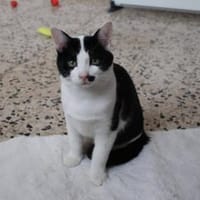 Pam und Pom suchen Liebe, Kater zur Adoption