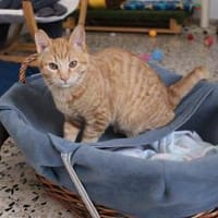 Jao der kleine Mann sucht Dich, Kater zur Adoption