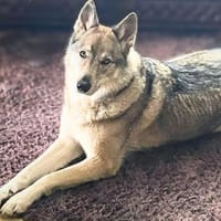 Odin - liebt Spaziergänge&Kopfarbeit, Hund zur Adoption