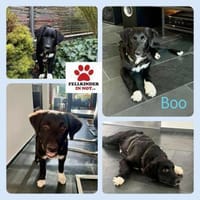 Boo Welpe Mischling Rüde Junghund, Hund zur Adoption