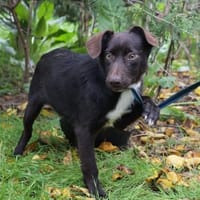 Barney sucht seine Familie, Hund zur Adoption