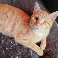 George sucht Dich, Kater zur Adoption