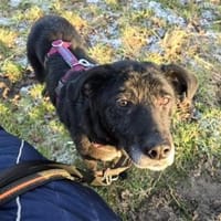 Monalisa - wartet in 38446 Wolfsburg, Hündin zur Adoption