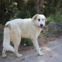 Weisser Riese in Rheinland Pfalz, Hund zur Adoption