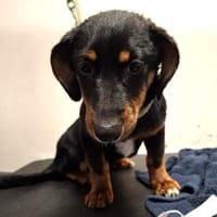 Sweetie ❤ herzliches Dackelmädchen, Hündin zur Adoption