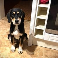 ❤Amadeus...sucht Familie mit Haus + Hof, Hund zur Adoption