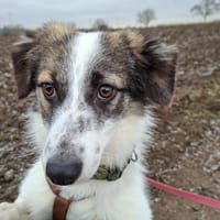 Pünktchen- braucht viel Vertrauen, Hündin zur Adoption