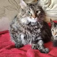 Liva sucht mit Garten oder Freigang, Katze zur Adoption