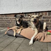 Dreamteam sucht gemeinsames Zuhause ❤, Hündin zur Adoption