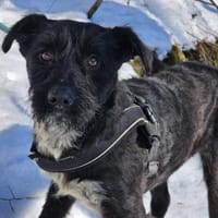 Mele - Zuckerschnecke, Hündin zur Adoption