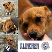 ALINCHEN * kl. Fuchs sucht gr. Glück, Hündin zur Adoption