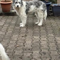 Tora - lieb und sensibel, Hündin zur Adoption