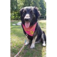 Ella wartet in 22949 Ammersbek, Hündin zur Adoption